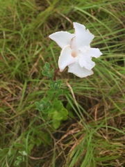 Mandevilla lanuginosa