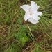 Tamaulipan Rocktrumpet - Photo (c) John Brush, some rights reserved (CC BY-NC)