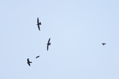 Streptoprocne semicollaris