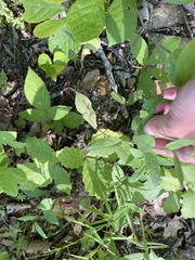 Hieracium paniculatum