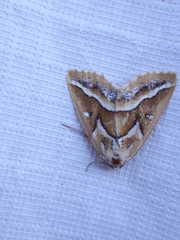 Caripeta angustiorata