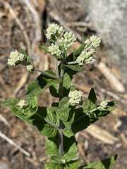 Eupatorium pubescens