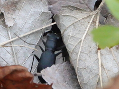 Dromochorus belfragei