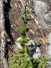 Eupatorium pubescens