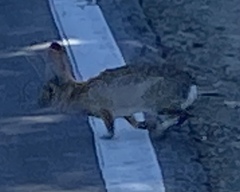 Sylvilagus audubonii