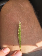 Agropyron desertorum
