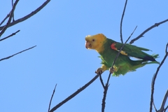 Amazona oratrix tresmariae
