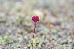 Erythranthe shevockii