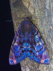 Arcte modesta