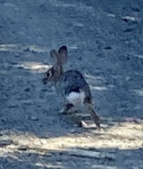 Sylvilagus audubonii