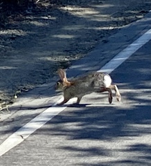 Sylvilagus audubonii
