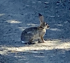 Sylvilagus audubonii