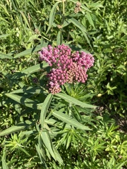 Asclepias incarnata