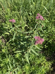 Asclepias incarnata