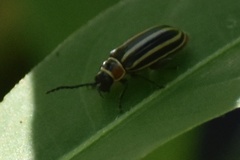 Disonycha pensylvanica