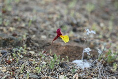 Erythranthe shevockii