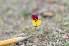 Erythranthe shevockii