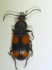 Panagaeus bipustulatus