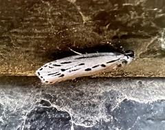 Ethmia monticola