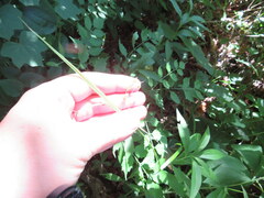 Carex davisii