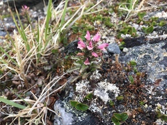 Pedicularis hirsuta