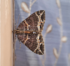 Ecliptopera dentifera