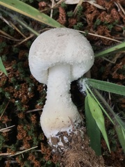 Strobiliformes