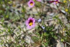 Erythranthe rhodopetra