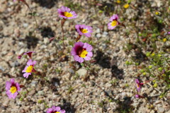 Erythranthe rhodopetra