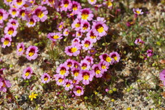 Erythranthe rhodopetra