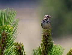 Xenospiza baileyi