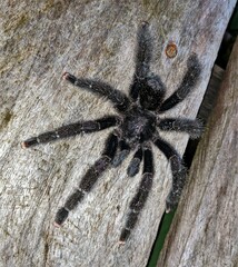 Avicularia purpurea
