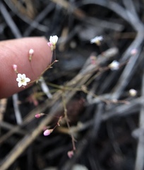 Eriogonum spergulinum