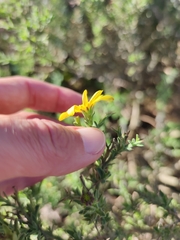 Osteospermum spinosum