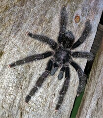 Avicularia purpurea