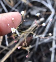 Eriogonum spergulinum