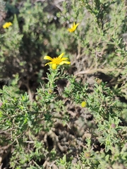 Osteospermum spinosum