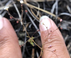 Eriogonum spergulinum