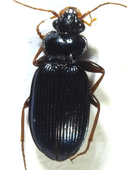 Leistus spinibarbis