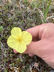 Papaver radicatum