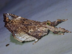 Masca abactalis