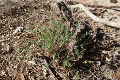 Monardella australis