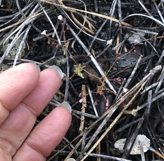 Eriogonum spergulinum