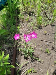 Dianthus longicalyx