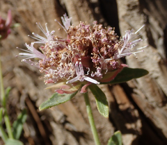 Monardella australis