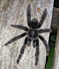 Avicularia purpurea