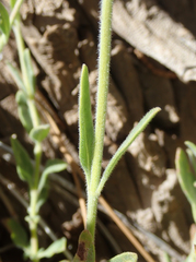 Monardella australis