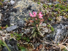 Pedicularis hirsuta