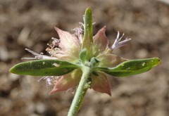 Monardella australis