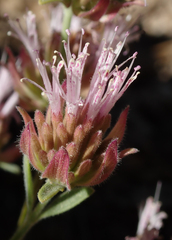 Monardella australis